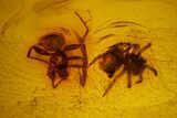 Two Fossil Spiders (Araneae) in Baltic Amber #128350-3